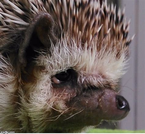 Not sure if something is wrong with my hedgie's eye? - Hedgehog Central – Hedgehog pet care ...