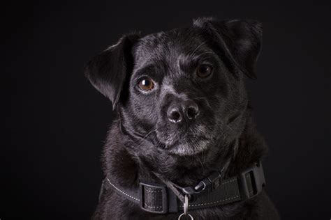Dog portraits in Milton Keynes | Dog portrait photographer b… | Flickr