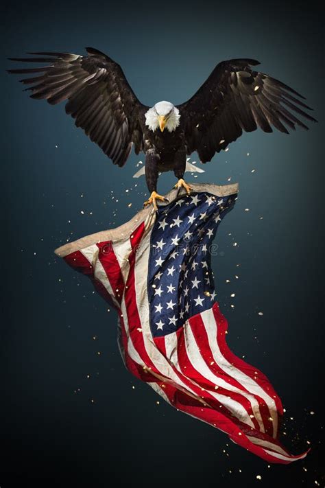 Bald Eagle Flying with American Flag Stock Illustration - Illustration ...