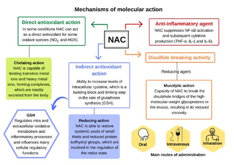 Mechanism of molecular action of N-acetylcysteine. Adapted from Aldini ...