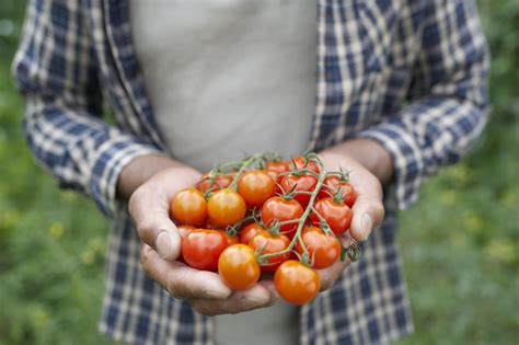 When to Harvest Vegetables at Peak Flavor