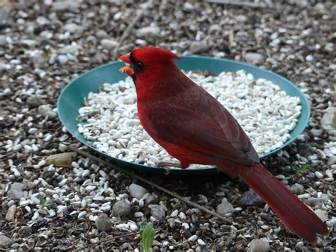 Male cardinal enjoying safflower seed. - FeederWatch