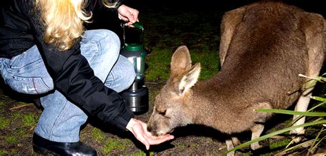 Moonlit Sanctuary - The best place to see Aussie animals!