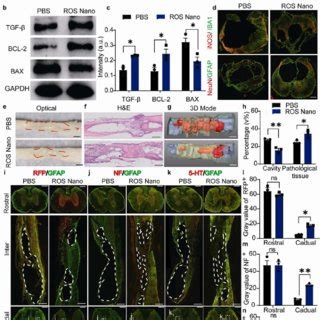 The ROS Nano treatment protects spared tissues/axons from secondary | Download Scientific Diagram