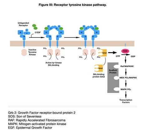 Receptor tyrosine kinase pathway | Download Scientific Diagram