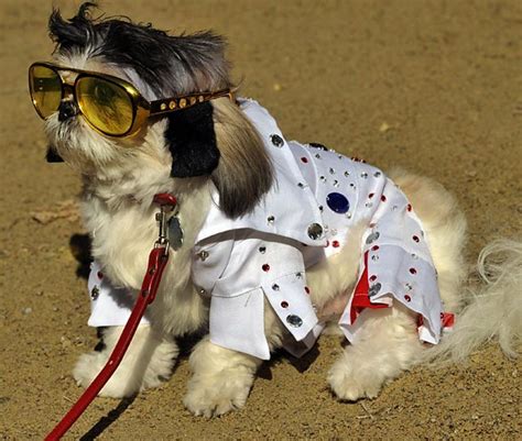 Halloween Dog Parade - Sports Illustrated