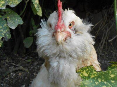 Faverolles • Insteading Chicken Breeds Guide