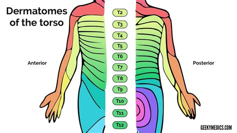 Dermatomes And Myotomes Sensation Anatomy Geeky Medics - Dermatomes Chart and Map