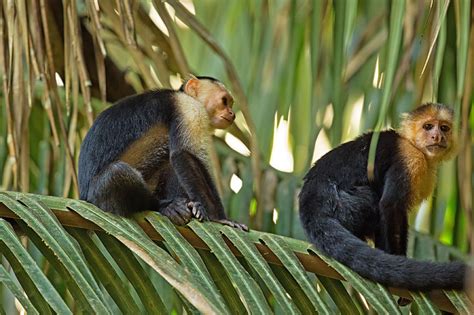 White-Faced Capuchin Monkeys Costa Rica Photograph by Natural Focal ...