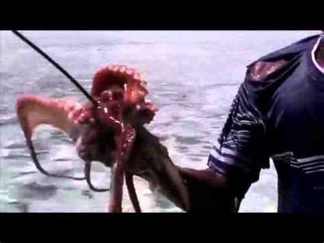 hunting for octopus - octopus hunting on land - YouTube