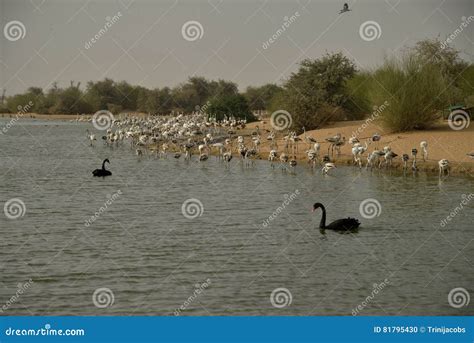 Birds at Al Qudra Lakes, Dubai Stock Photo - Image of peaceful, black ...