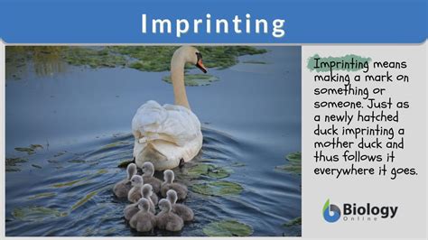 Imprinting - Definition and Examples - Biology Online Dictionary