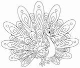Peacock Coloring Pages To Print sketch template