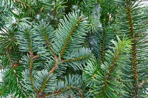 Premium Photo | Christmas real fir tree leaves macro