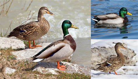 Mallard Duck Breed – Everything You Need to Know