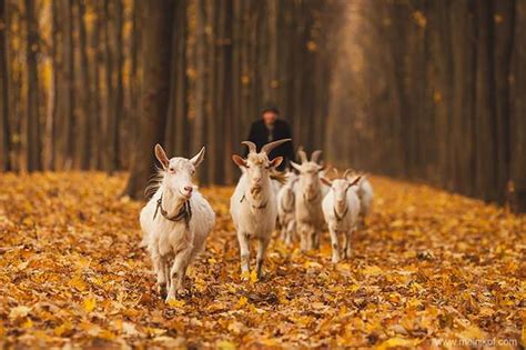 31 Animals that Simply Love the Autumn