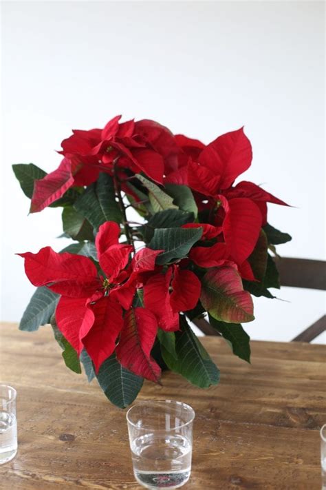 Christmas Poinsettia Centerpiece "Recipe"