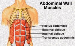 Transverse Abdominis Muscles | Joefit's Blog