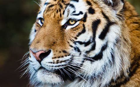 Tigre Siberiano