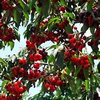 Bing Cherry Trees | Buy online at Nature Hills Nursery