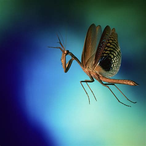 Praying Mantis In Flight Photograph by Dr. John Brackenbury/science ...