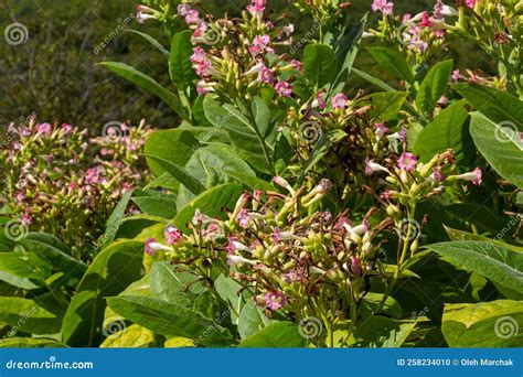 Flowering Tobacco Plants on Tobacco Farm. Tobacco Flowers, Close Up Stock Photo - Image of ...