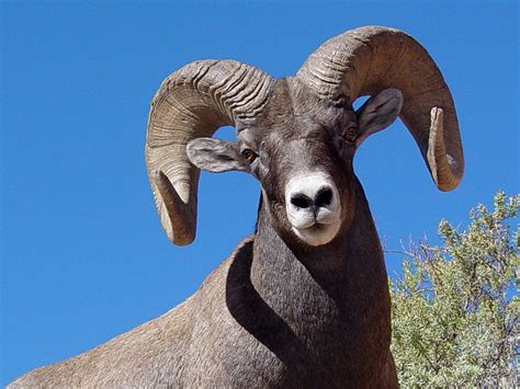 Bighorn Sheep Portrait Free Stock Photo - Public Domain Pictures