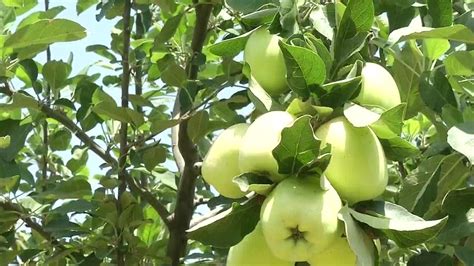 Jammu farmers new apple tree grows in 40-45 degree celcius temperatures ...