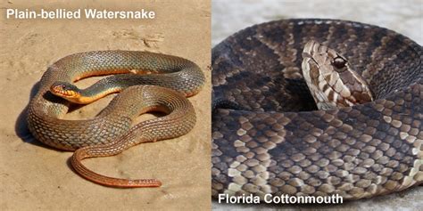 Florida Cottonmouth – Florida Snake ID Guide