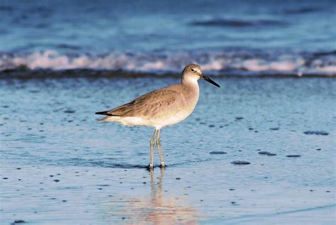 Shorebirds Free Photo Download | FreeImages