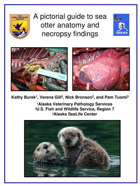 (PDF) A pictorial guide to sea otter anatomy and necropsy findings