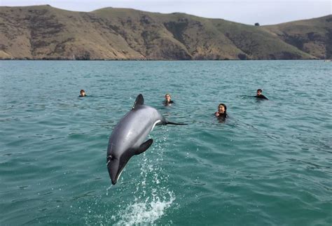 Top 12 Things We Love To Do In Akaroa - New Zealand | Hotel 115 | Hotel 115