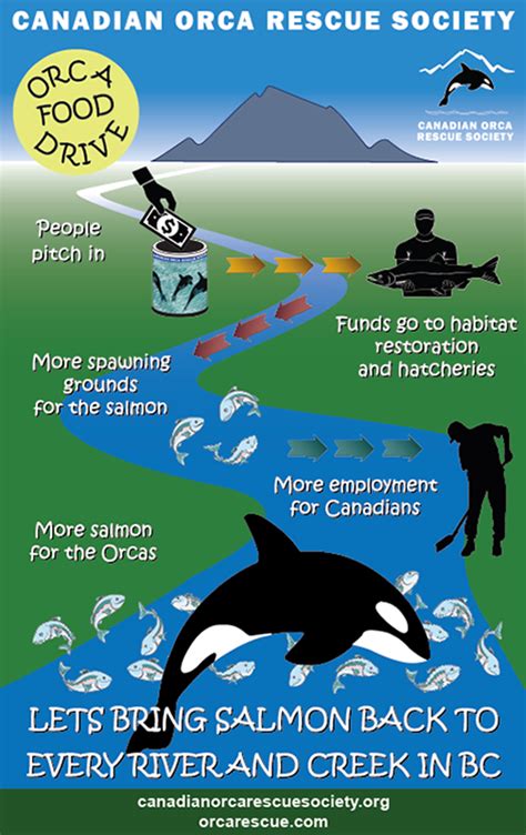 Orca Education Program — CANADIAN ORCA RESCUE SOCIETY