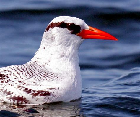 Red-billed Tropicbird – "OCEAN TREASURES" Memorial Library