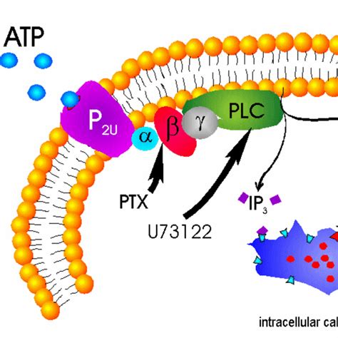 Secondary Messenger System: Phospholipase C Mechanism Tutorial | Sophia Learning