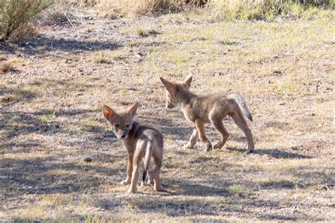 Coyote Pups | RichardBeaty.com