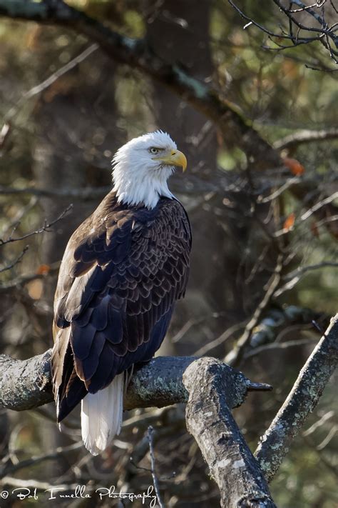 Bald Eagle_Tree | Bald Eagles | Bob Innella Photography