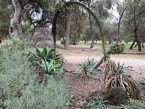 The Arizona Cactus Garden (Stanford University, California)