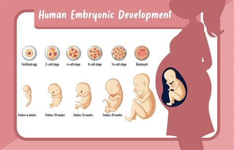 Types of Spina Bifida - Affinity Health