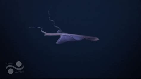 Pelican Eel Seen Just After Eating in Costa Rica Deep Dive