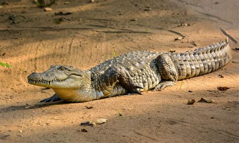 Saltwater crocodile | Size, Diet, Population, & Facts | Britannica