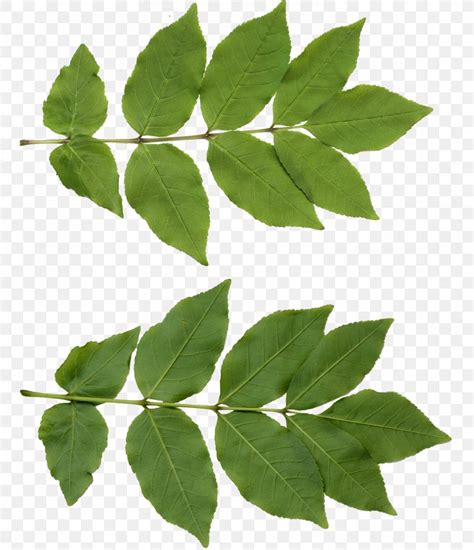 Leaf Texture Mapping Tree, PNG, 1376x1600px, 3d Computer Graphics, Leaf, Blender, Branch ...