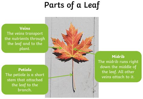 What is a Leaf? - Answered - Twinkl Teaching Wiki - Twinkl