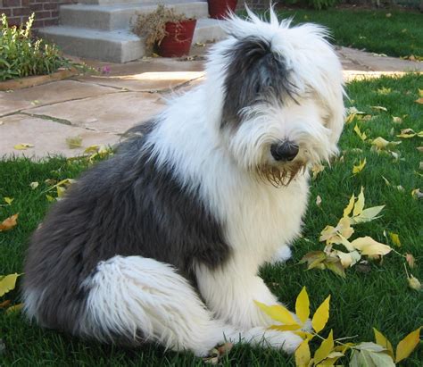 Pin by Darren Driscoll on BEARDED & OLD ENGLISH SHEEPDOG | Old english sheepdog, English ...