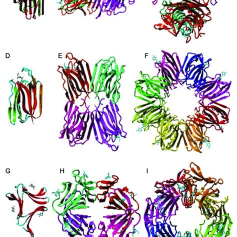 [PDF] Overview of the Structure–Function Relationships of Mannose-Specific Lectins from Plants ...