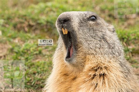 Groundhog Removal Brampton