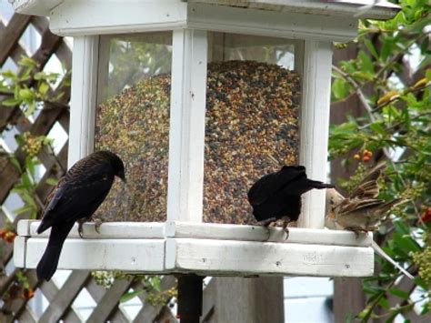 The Winter Benefits of Enriched Bird Food | HGTV