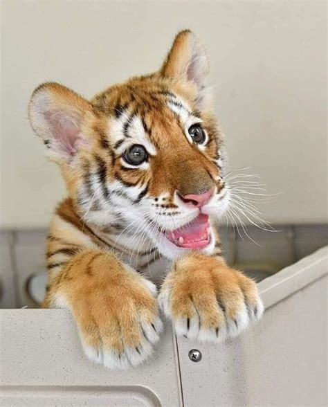 Pin by Tony Toranza on tigers in 2021 | Cute animals, Baby animals, Cute baby animals