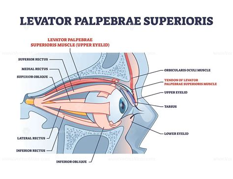 Levator palpebrae superioris muscle with eye structure outline diagram in 2022 | Eye structure ...