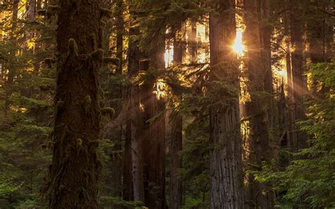 Download Sunbeam Sunrise Redwood Tree Nature Forest HD Wallpaper